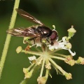 Cheilosia proxima, male, hoverfly, Alan Prowse